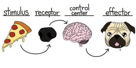 What Is An Example Of A Response To A Stimulus - cloudshareinfo