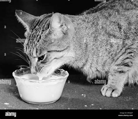 Cat drinking milk from a bowl Stock Photo - Alamy