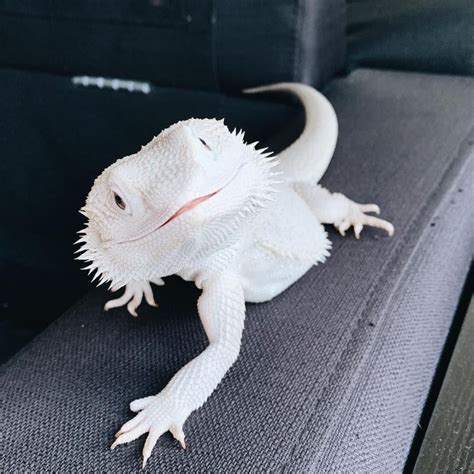 Bearded Dragons - Lizards - #Bearded #dragons #lizards in 2020 | Pet ...