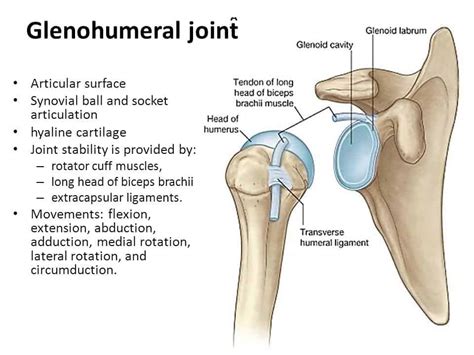 glenohumeral-joint-shoulder-joint-shoulder-bone-framework-clavicle-scapula-form - Mississauga ...