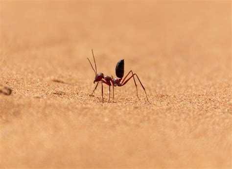 Scurrying desert ant that feeds off corpses breaks world speed record