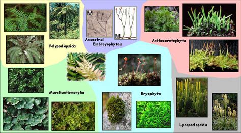 Terrestrial Habitat Plants