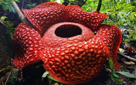 Pecahkan Rekor Dunia, Bunga Rafflesia Terbesar Bakal Mekar di Agam Pekan Depan