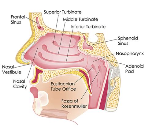 DIAGRAM OF THE HUMAN NOSE: The Anatomy of the Nose