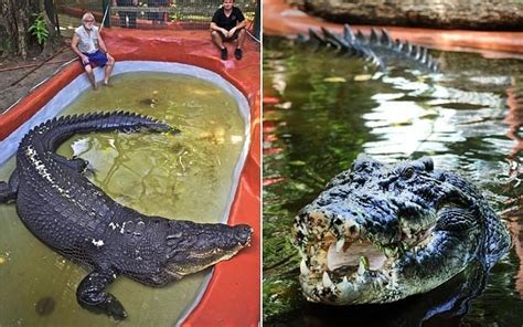 Australian 'Cassius Clay' named biggest crocodile in captivity - Telegraph