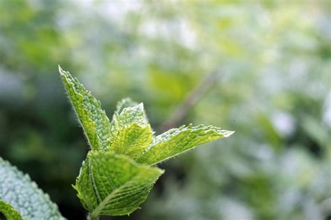 Intro to the Mint Plant (and the Top Mint Plant Uses) - PlantSnap