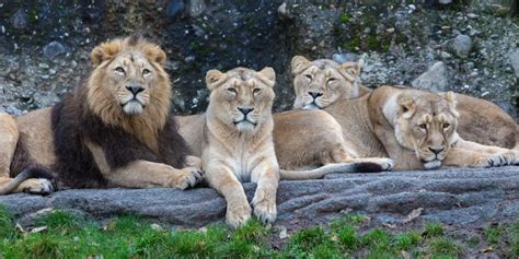 Das sind die sehenswertesten Zoos der Schweiz