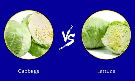 Cabbage vs Lettuce: 5 Key Differences - A-Z Animals