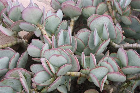 Crassula arborescens