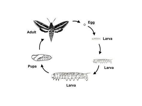 tobacco hornworm life cycle - Our Larger Bloggers Photographs