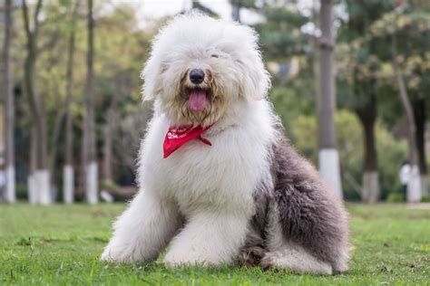 Are Old English Sheepdogs Good Guard Dogs