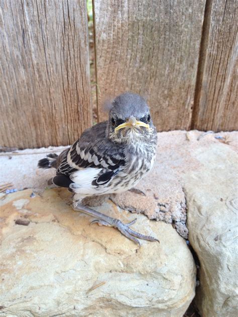 Northern mockingbird, Backyard birds, Beautiful birds