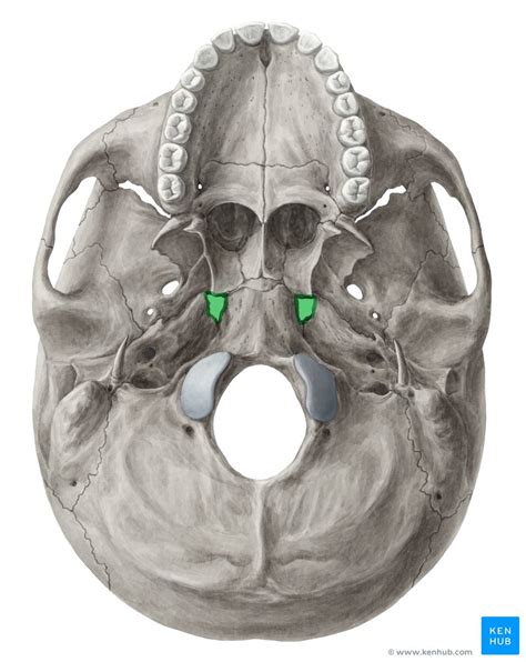 Foramen lacerum: anatomy and function | Kenhub