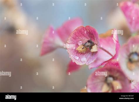 English garden flowers Stock Photo - Alamy