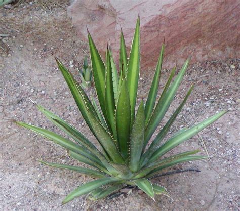 Maguey o agave: conoce sus increíbles BENEFICIOS y usos médicos y nutricionales - Innatia.com