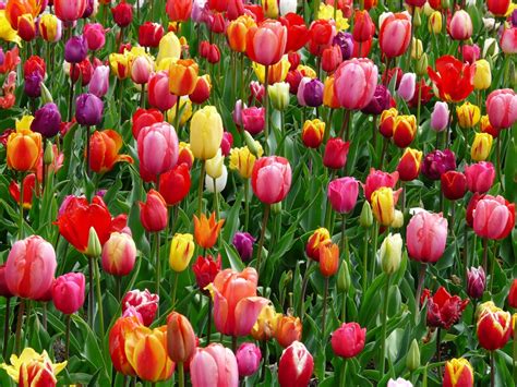 Free Images : blossom, sky, white, flower, petal, bloom, tulip, spring ...