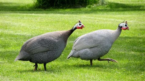 12 Things About Guinea Fowl I Wish Someone Had Told Me