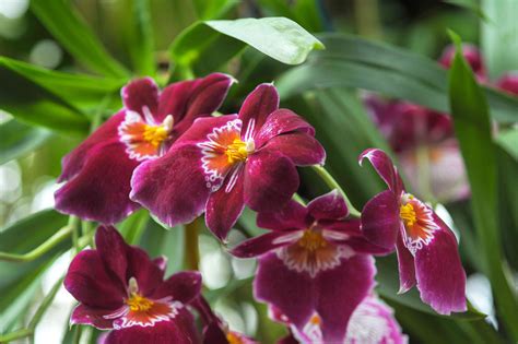 How to Grow and Care for Miltonia Orchids