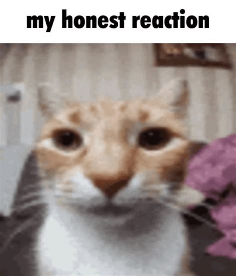 My honest reaction : r/ThatDamnCat_