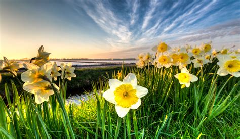 Daffodil Field Spring Netherlands Wallpapers - Wallpaper Cave