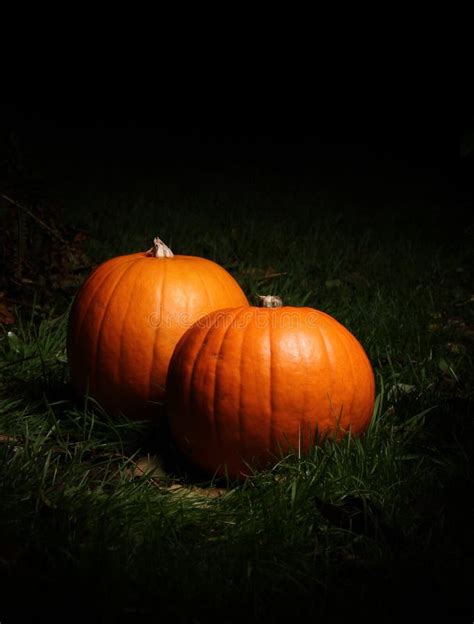 Halloween pumpkins stock photo. Image of night, grass - 21665886