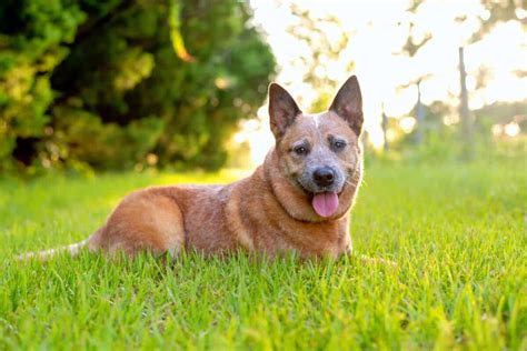 Are Red Heelers Small Breed Dogs