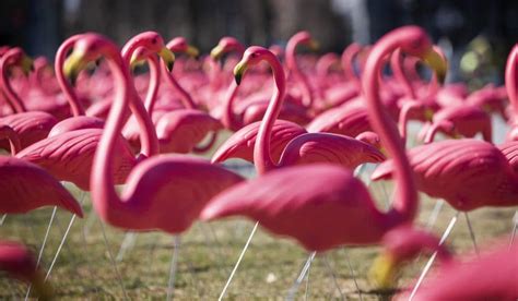 Pink Flamingos In Boston? Yes, Nearly 2,000 Of Them | The ARTery