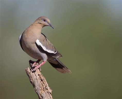 White-winged Dove (Zenaida asiatica) – A Migratory Game Bird Profile