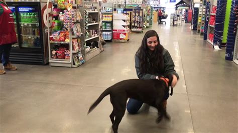 6 Month Old Chocolate Lab | Best Chocolate Lab Training Oklahoma | Board and Train - YouTube