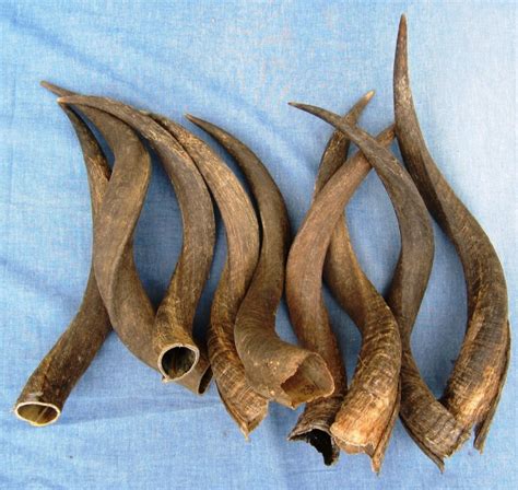 20 to 24 inches Wholesale Kudu Horns to make shofars