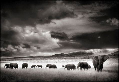 Nick Brandt - Elephant Herd, Serengeti, 2001, Photograph: at 1stdibs