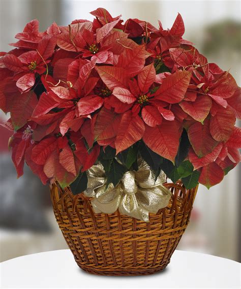 The Festive Tradition of the Poinsettia