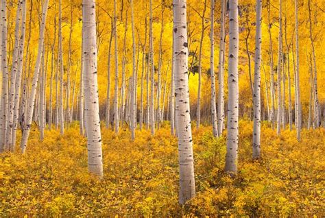 Pando, la colonia clonal en UTAH está amenazada por los ciervos