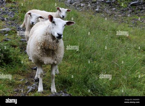 Schaf / Sheep / Ovis Stock Photo - Alamy