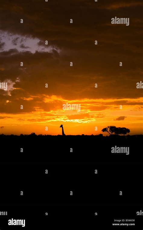 Sunrise on the Masai Mara Stock Photo - Alamy