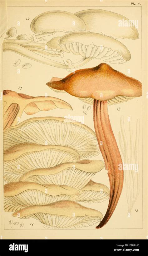 British edible fungi Stock Photo - Alamy