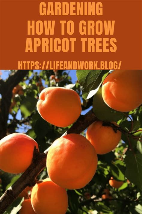 How To Grow Apricot Trees