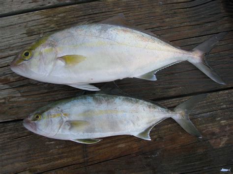 Lesser Amberjack – Fishes of North Carolina