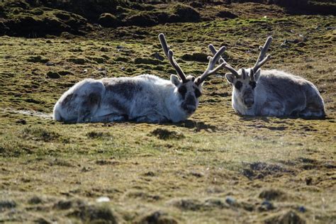 An intimate glimpse at Arctic wildlife in a year of record ice melt ...