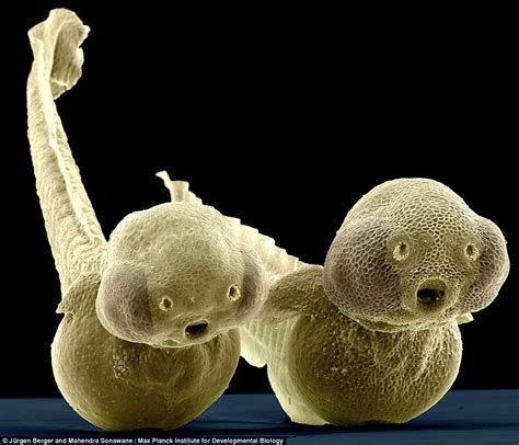 2-day-old zebrafish larvae under scanning electron microscope. | Elektron mikroskobu, Hayvan ...