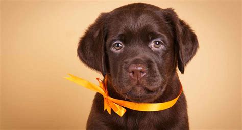 Chocolate Lab: Fun Facts About Lovely Chocolate Labradors!