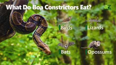 What Do Boa Constrictors Eat? 12 Animals They Hunt - A-Z Animals