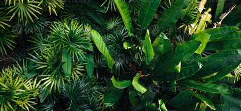 tropical leaves and trees background 7441742 Stock Photo at Vecteezy