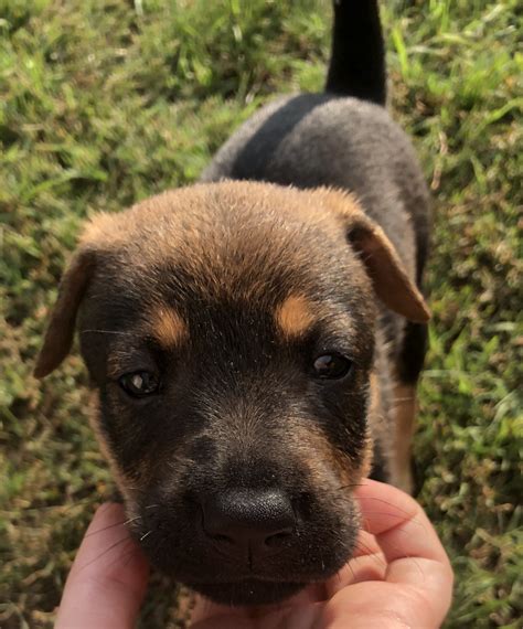 German Shepherd Puppies For Sale | San Diego, CA #335211