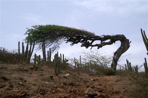 Amazing Trees - Our Mind Is the Limit