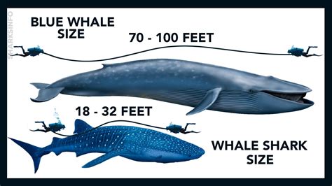 Which is bigger, a Blue Whale or a Whale Shark? - sharksinfo.com