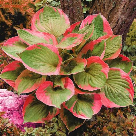 Multi-Varieties Hosta Seeds, Perennials Plant Seeds, 100pcs/pack ...