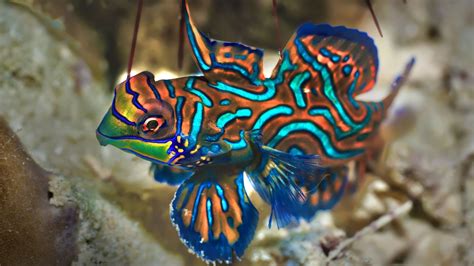 Small tropical fish Mandarinfish close-up, Sipadan, Celebes sea, Malaysia | Windows Spotlight Images