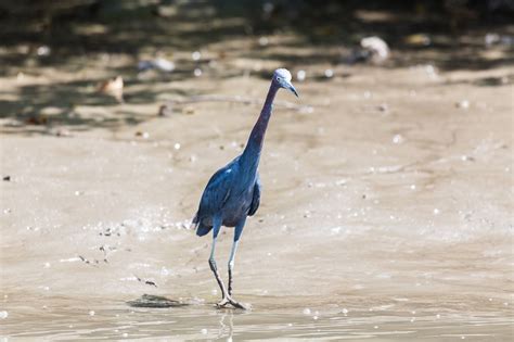 Palo Verde Wildlife River Boat Cruise - Tour Guanacaste, bringing Costa Rica to Life! Serving ...