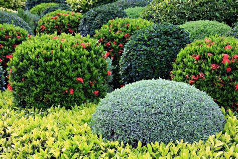 Zone 5 Shrub Varieties: Growing Shrubs In Zone 5 Gardens | Gardening ...